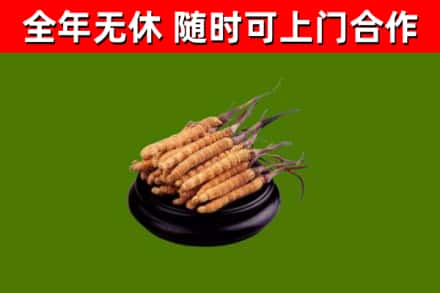 张店区回收冬虫夏草
